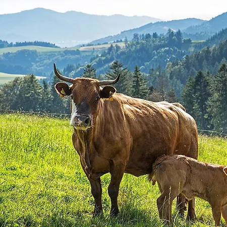 Meierhof, 38qm Апартаменты *