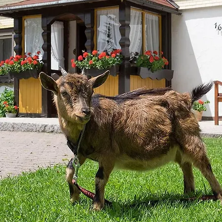 Апартаменты Meierhof, 38qm Санкт-Мерген